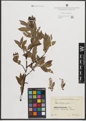 Foto von Salix phylicifolia L.